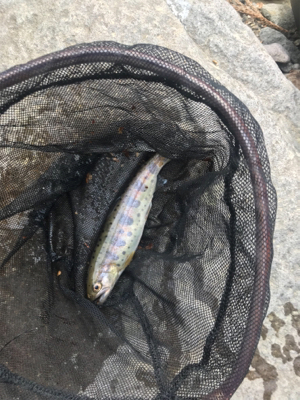 裾花川支流 渓流釣り