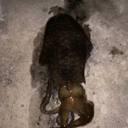 ヤエン、2日目。