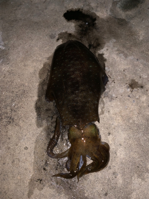 ヤエン、2日目。