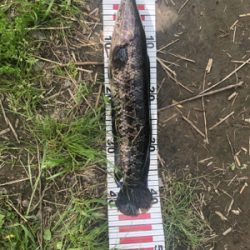 淀川 城北ワンド