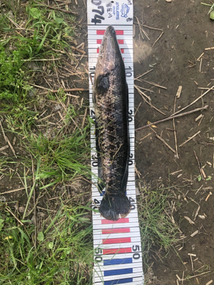 淀川 城北ワンド