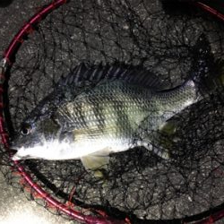 渋い〜浜寺水路