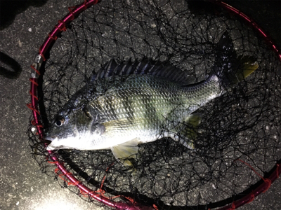 渋い〜浜寺水路