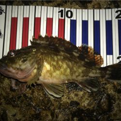 本命ではないが…