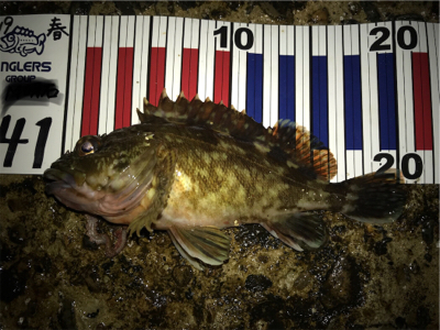 本命ではないが…