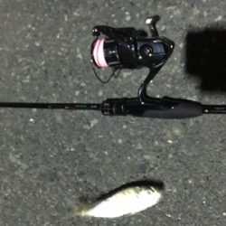 本日は渋いアジング