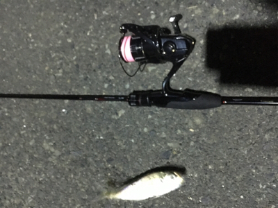 本日は渋いアジング