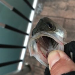 チーバスに感謝