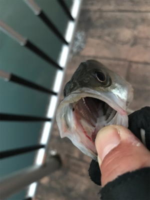 チーバスに感謝