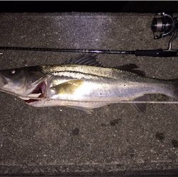 シーバスゲーム