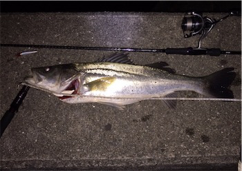 シーバスゲーム