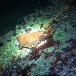 ガシリングのちアジング?