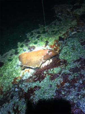 ガシリングのちアジング?