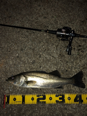 神戸湾奥シーバス  3バラシのち1本