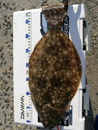 サーフでヒラメ