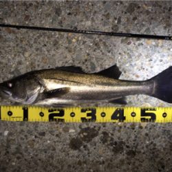 ライトゲームでシーバス連発