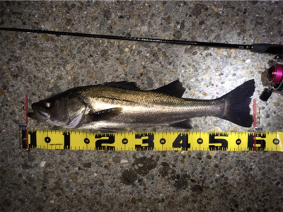 ライトゲームでシーバス連発