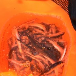 カタクチイワシ爆釣です！