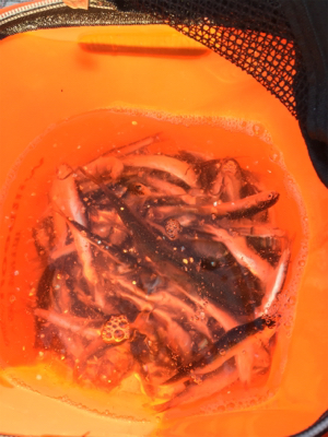 カタクチイワシ爆釣です！