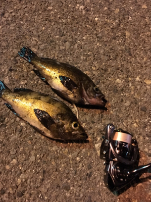 明石ライトゲーム☆