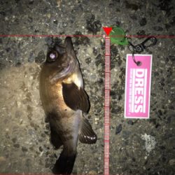 二夜連続メバリング