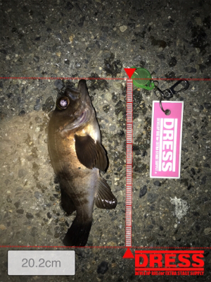 二夜連続メバリング