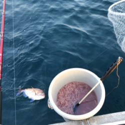 完全フカセで真鯛ブリ