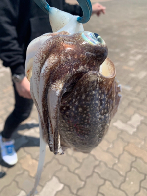 シーバス釣りが。。。