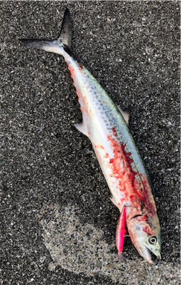 流行りの青物の状況