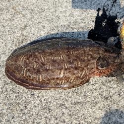 エギングでの人生初イカ!