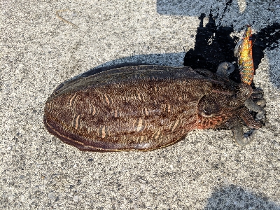 エギングでの人生初イカ！