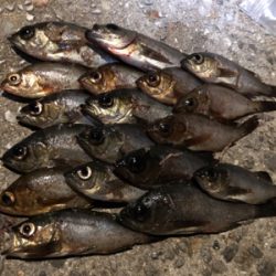 【鹿島〜倉橋】メバリング渋め