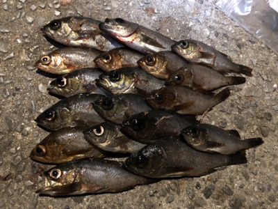 【鹿島〜倉橋】メバリング渋め