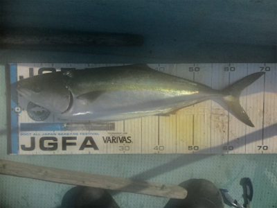 タイラバ 、ジギング、エギング