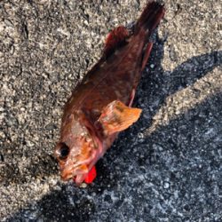 ガシラ入れ食い