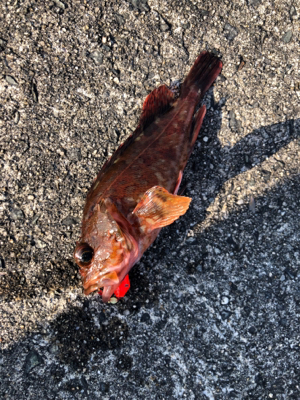 ガシラ入れ食い