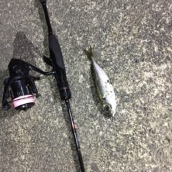 別場所にてアジング