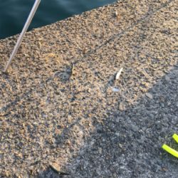 カタクチぼちぼち、魚影モリモリ