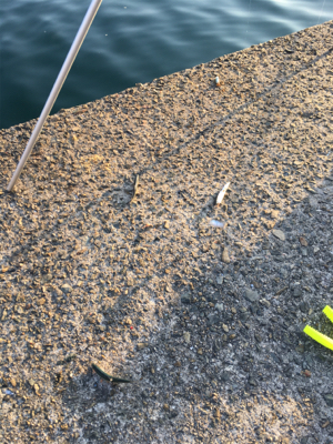 カタクチぼちぼち、魚影モリモリ