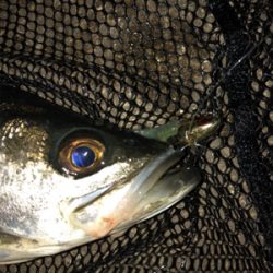 4日連続朝マズメ