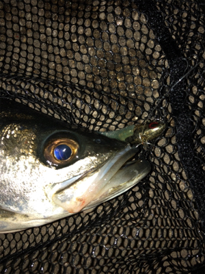 4日連続朝マズメ