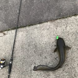 初ナマズゲーム