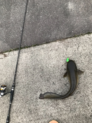 初ナマズゲーム