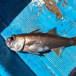 中深海とディープタイラバ