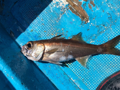 中深海とディープタイラバ