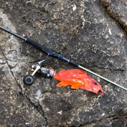 弁天、望月ライトソルト