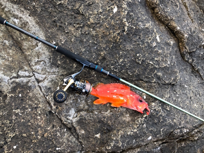 弁天、望月ライトソルト