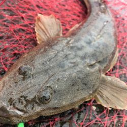 出水市河川でのフラットフィッシュ狙い