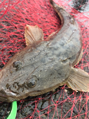 出水市河川でのフラットフィッシュ狙い