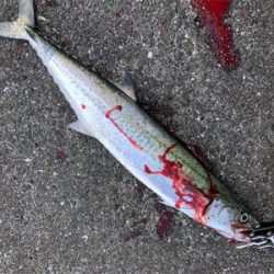 流行のアレ 連チャン出撃編